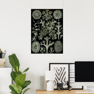 Poster Lichen par Ernst Haeckel, Plantes Vintages de la n