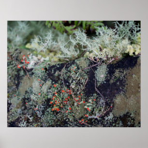 Poster Lichen rouge
