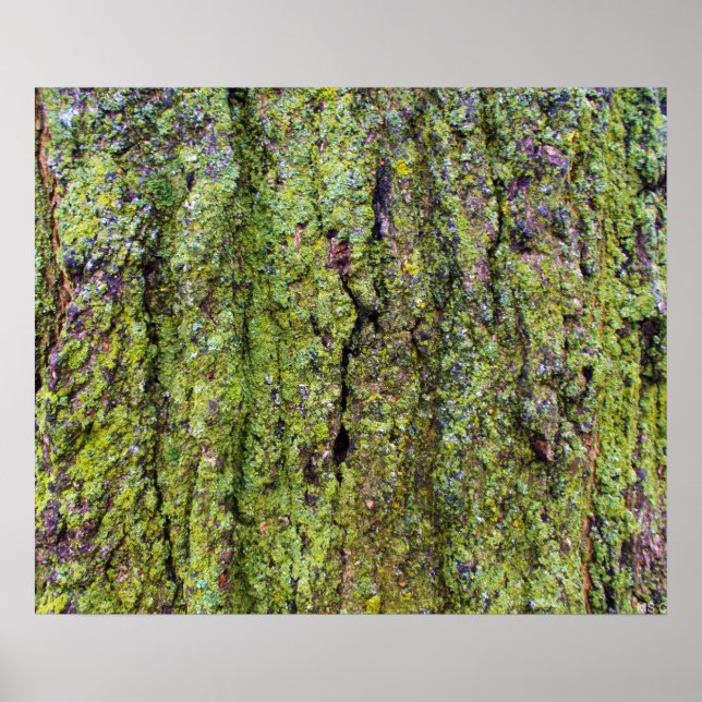 Poster Lichen vert sur l'écorce d'arbre Nature (Devant)