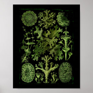 Poster Lichens (Lichenes) en vert sur noir