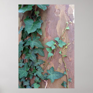 Poster lierre sur arbre