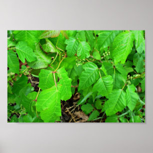 Poster Lierre toxique