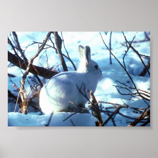 Poster Lièvre arctique en taille photo (Devant)