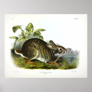 Poster Lièvre de marais (Lapin de marais) par Audubon