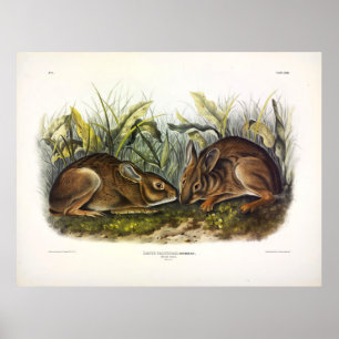 Poster Lièvre de marais, lapin de marais par Audubon