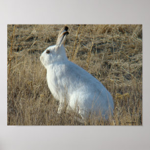 Poster Lièvre de raquettes R25