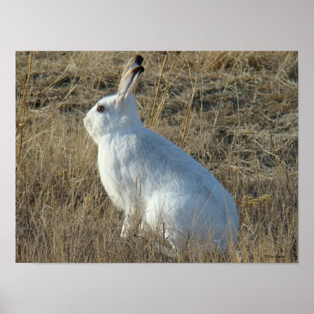 Poster Lièvre de raquettes R25 (Devant)