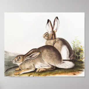 Poster Lièvre des Rocheuses de Townsend (Lepus Townsendii