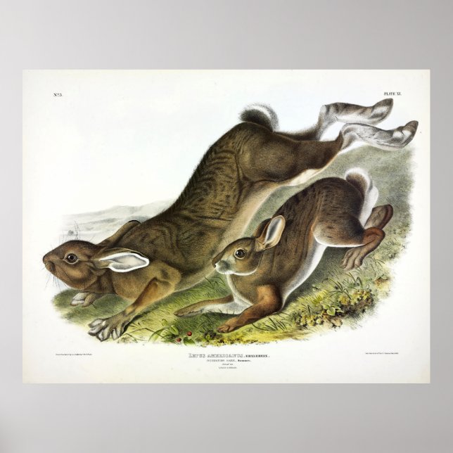 Poster Lièvre du Nord (Lepus Americanus) par Audubon (Devant)