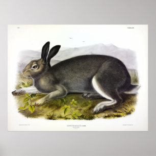 Poster Lièvre polaire, lièvre arctique, Lepus arcticus pa