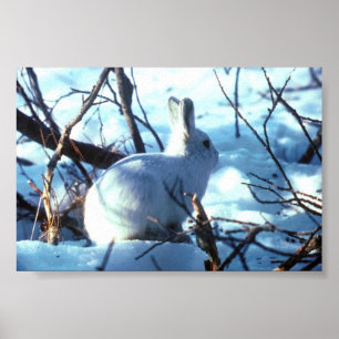 Poster Lièvres arctiques dans la taille de photo