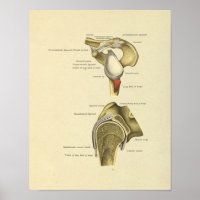 Ligaments articulaires à épaules Anatomie Impressi