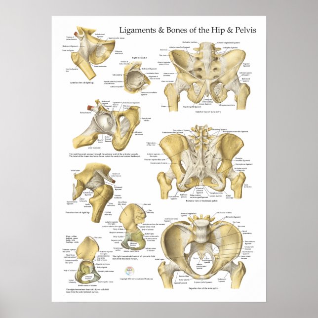 Poster Ligaments de hanche et Pelvis Anatomie des os (Devant)