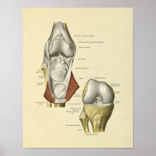 Poster Ligaments du genou Bones d'anatomie articulés Impr