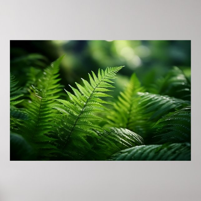Poster Light and Ferns  (Devant)