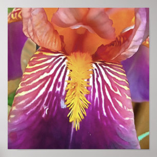 Poster Light Iris Macro Artistique Abstrait