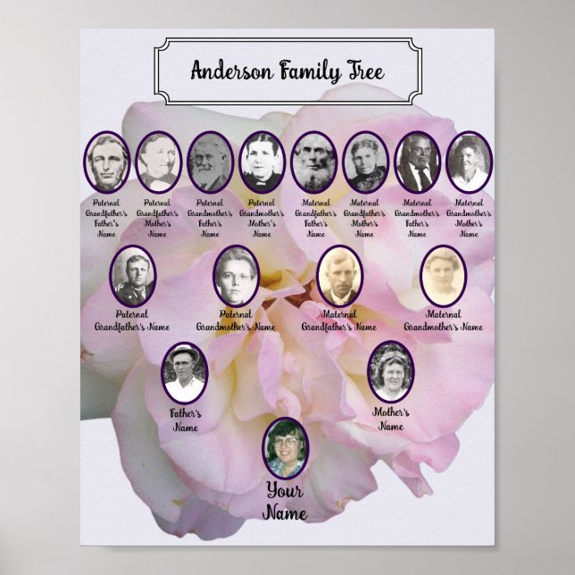 Poster Light Pink Rose Photo with Oval Ancestor Photos (Devant)