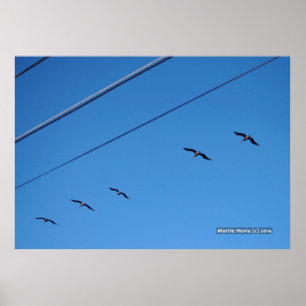 Poster Ligne d'oiseaux