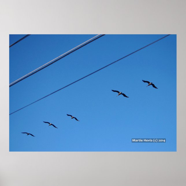 Poster Ligne d'oiseaux (Devant)