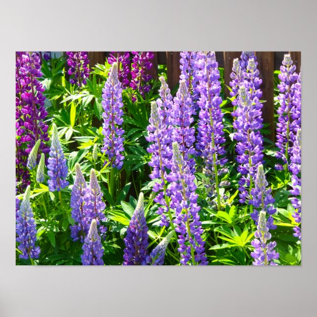 Poster Lila violett rosa rose Lupinen Blumen polyphyllus (Devant)