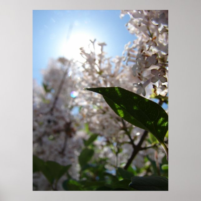 Poster Lilac (Devant)