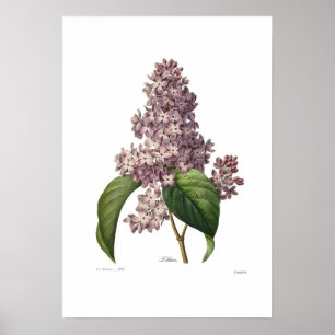 Poster Lilac