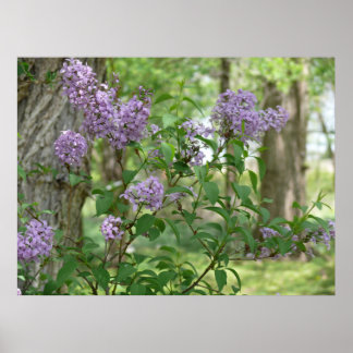 Poster Lilac Beauty