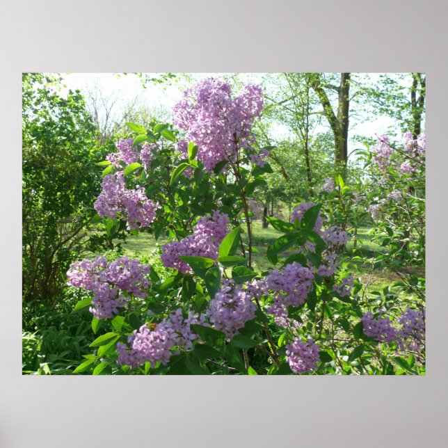 Poster Lilac Beauty (Devant)