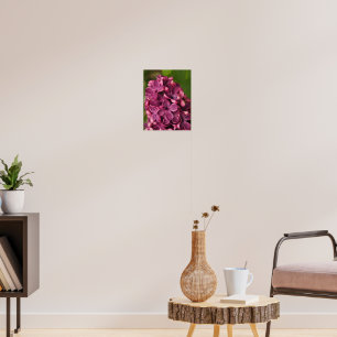 Poster Lilac commun