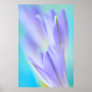 Poster Lilac Flares