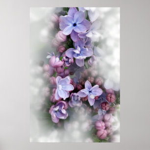 Poster Lilac fleurit