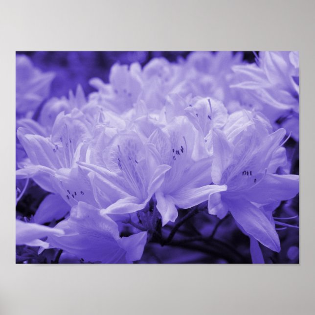 Poster Lilac Lilies Imprimer (Devant)