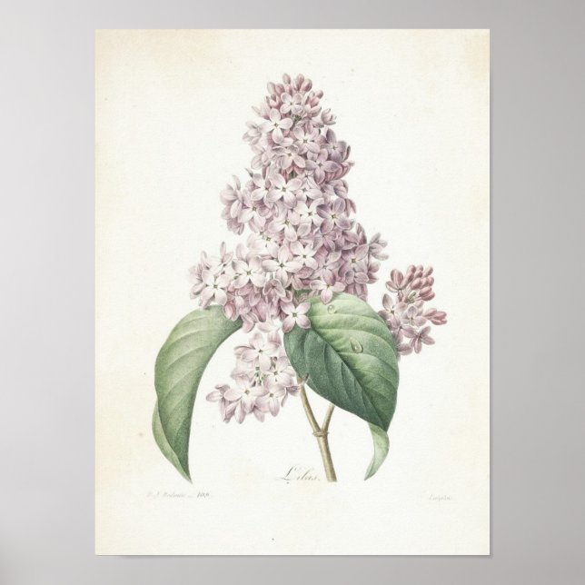Poster Lilac ou Lilas (Devant)