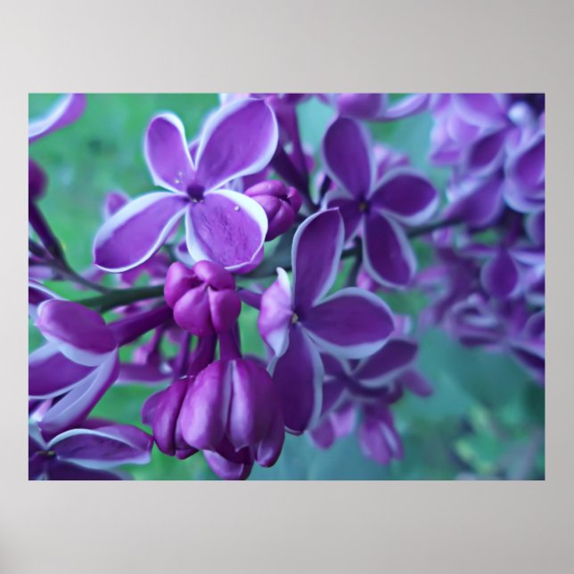 Poster Lilac variété de couleurs (Devant)