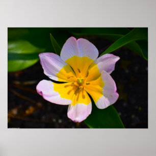Poster Lilac Wonder Tulip,