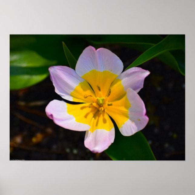 Poster Lilac Wonder Tulip, (Devant)