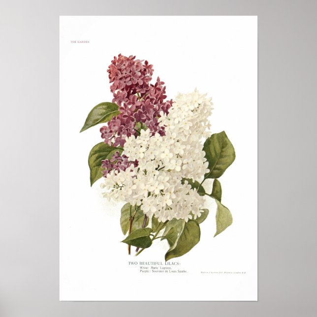 Poster Lilacs (Devant)
