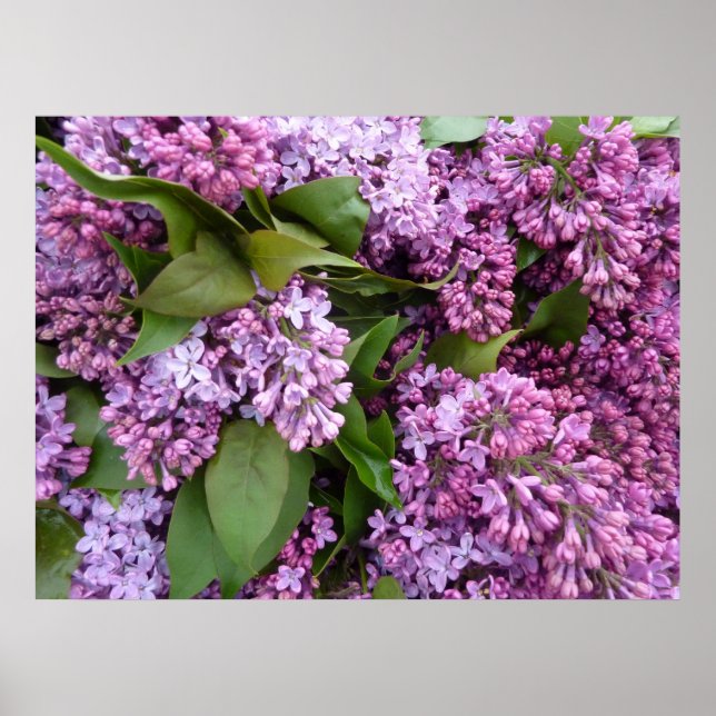 POSTER - Lilacs au printemps - France (Devant)