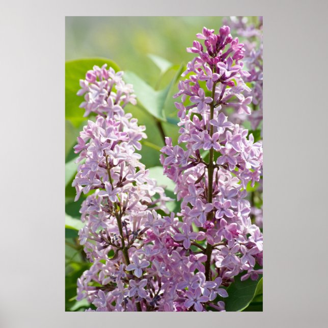 Poster Lilacs P5390 Imprimer (Devant)