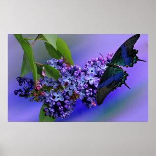 Poster Lilacs & Papillons
