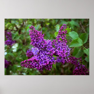 Poster Lilacs pourpres le jour du printemps