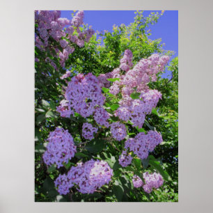 Poster Lilas