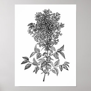 Poster Lilas