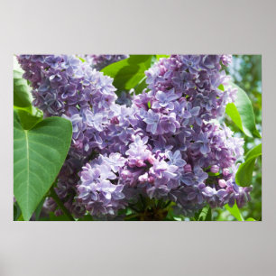 Poster Lilas français