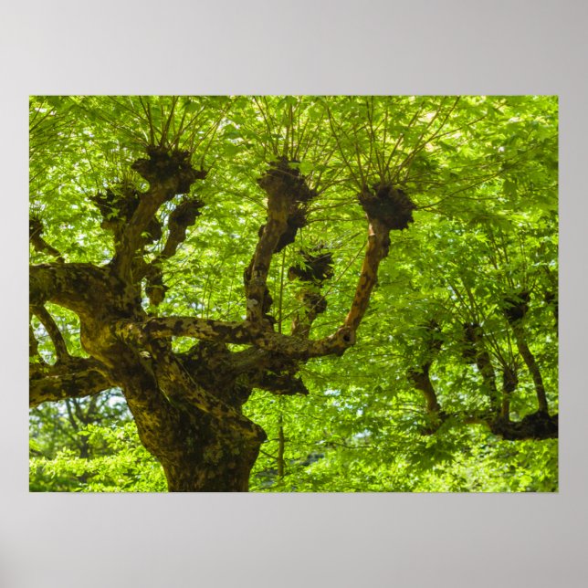 Poster L'île de Sao Miguel (Devant)