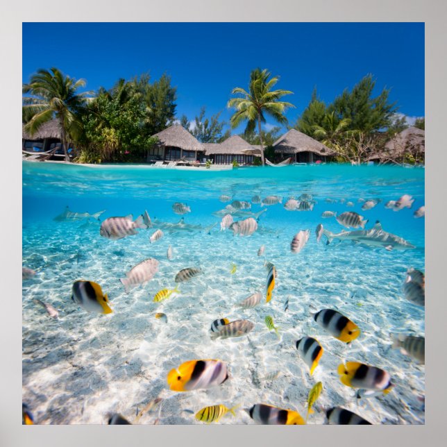 Poster L'île tropicale sous et au-dessus de l'eau (Devant)