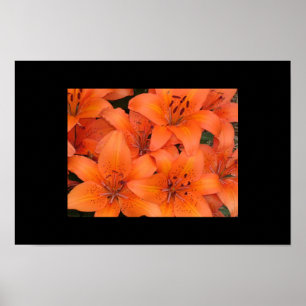 Poster Lilies