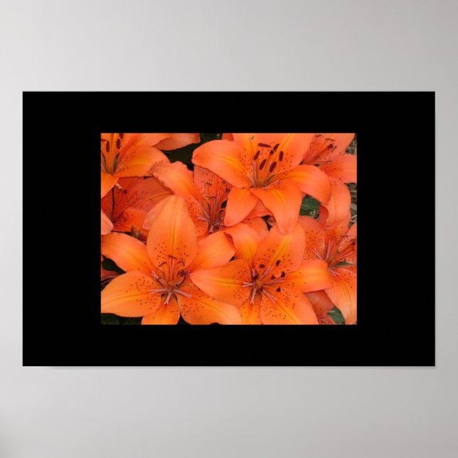 Poster Lilies (Devant)