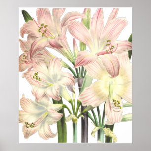 Poster Lilies Imprimer par Pierre-Joseph Redouté