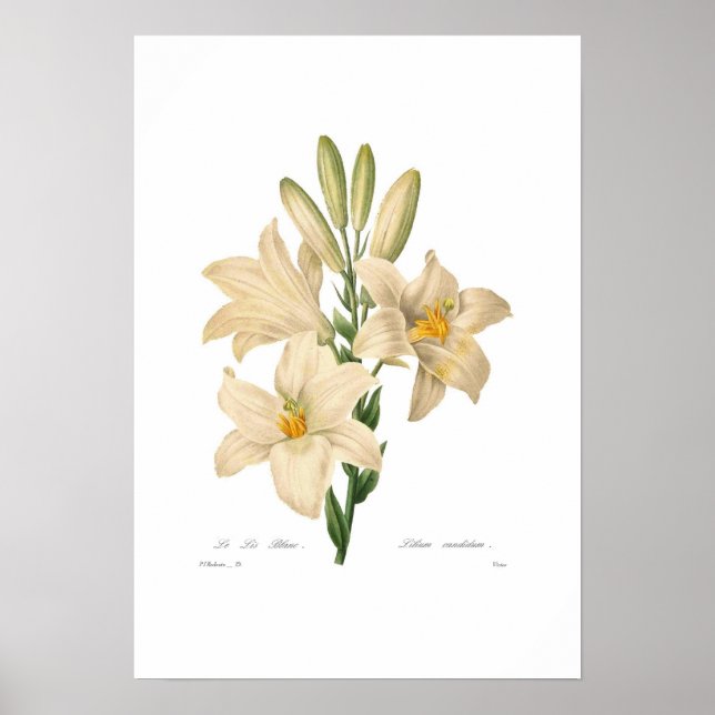 Poster Lilium candidum (Devant)